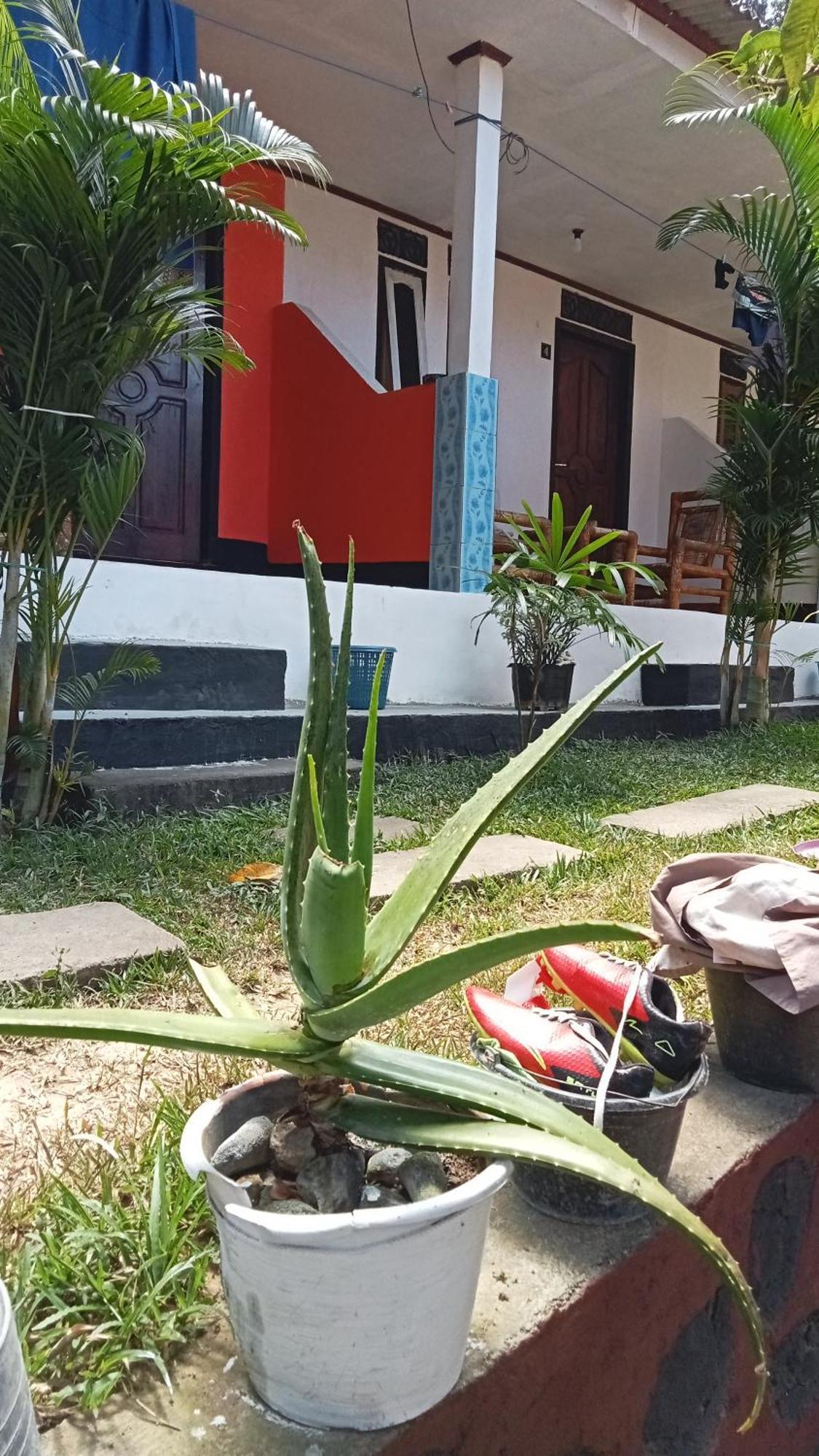 Roy Homestay Kuta Kuta  エクステリア 写真